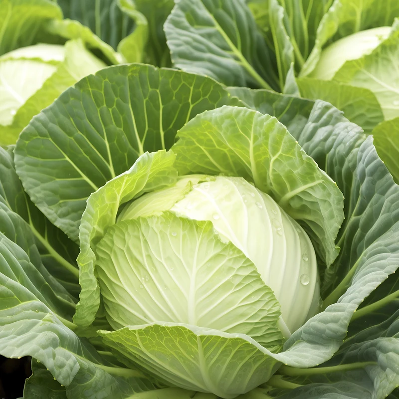 Quelles sont les valeurs nutritionnelles et les bienfaits du chou ?
