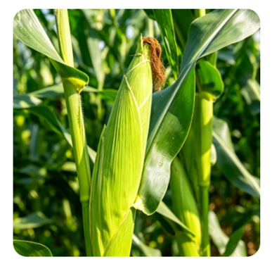 Yiman Agriculture étend sa chaîne d'approvisionnement mondiale en produits agricoles de qualité supérieure