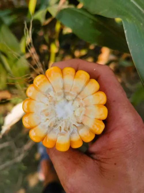 Alors que les phénomènes météorologiques très humides se produisent fréquemment partout dans le monde, comment produire un ensilage de maïs frais de haute qualité dans des conditions de forte humidité à l’aide de processus scientifiques ?