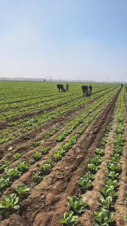 Face aux défis fréquents liés au stockage et au transport des produits frais à l’échelle mondiale, comment pouvons-nous maintenir la qualité fraîche de bout en bout du chou rond de Yiman Agricultural ?