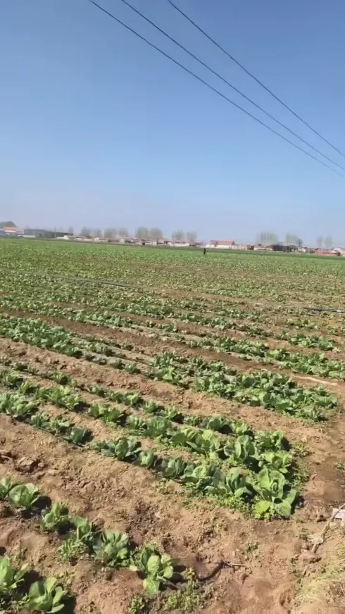 Quels sont les principaux atouts qui font de Yiman Agriculture votre fournisseur idéal pour les projets d’importation en vrac de chou mariné ?