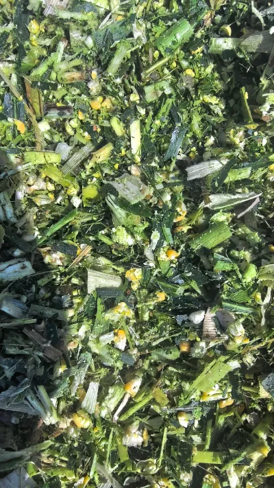 Face aux défis fréquents liés au stockage et au transport des produits frais à l’échelle mondiale, comment pouvons-nous maintenir la qualité fraîche de bout en bout du chou rond de Yiman Agricultural ?
