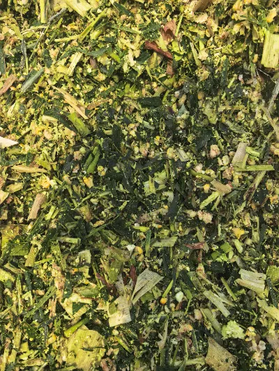 Alors que les phénomènes météorologiques très humides se produisent fréquemment à travers le monde, comment produire un ensilage de maïs frais de haute qualité dans des conditions de forte humidité à l’aide de processus scientifiques ?