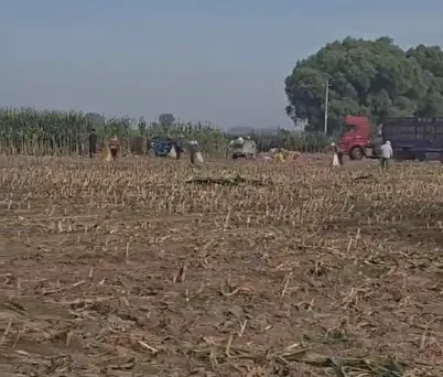 Comment améliorer l’efficacité de l’élevage avec un ensilage de maïs plante entière de haute qualité ?