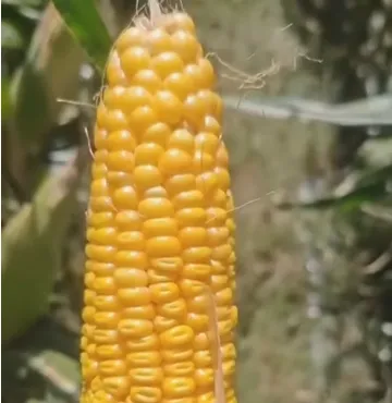 Pourquoi les élevages modernes préfèrent l’ensilage de maïs plante entière