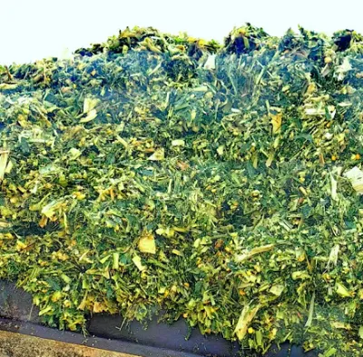 Comment les aliments mélangés d’ensilage de maïs de haute qualité augmentent-ils les marges bénéficiaires de l’élevage ?