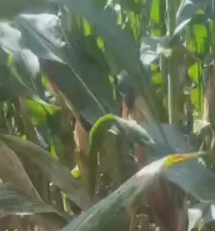 Comment la Chine peut-elle réduire les coûts agricoles et stimuler la croissance du bétail avec des aliments d'ensilage mixtes à haute énergie ?