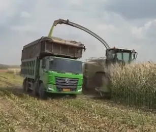 Comment optimiser les idées d’ensilage de maïs pour améliorer la qualité des aliments du bétail et les bénéfices de l’exploitation ?