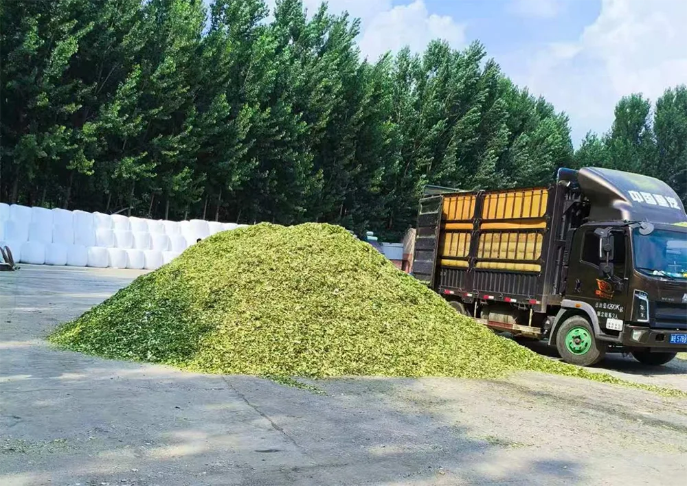 Sheep & Goat Special Corn Silage