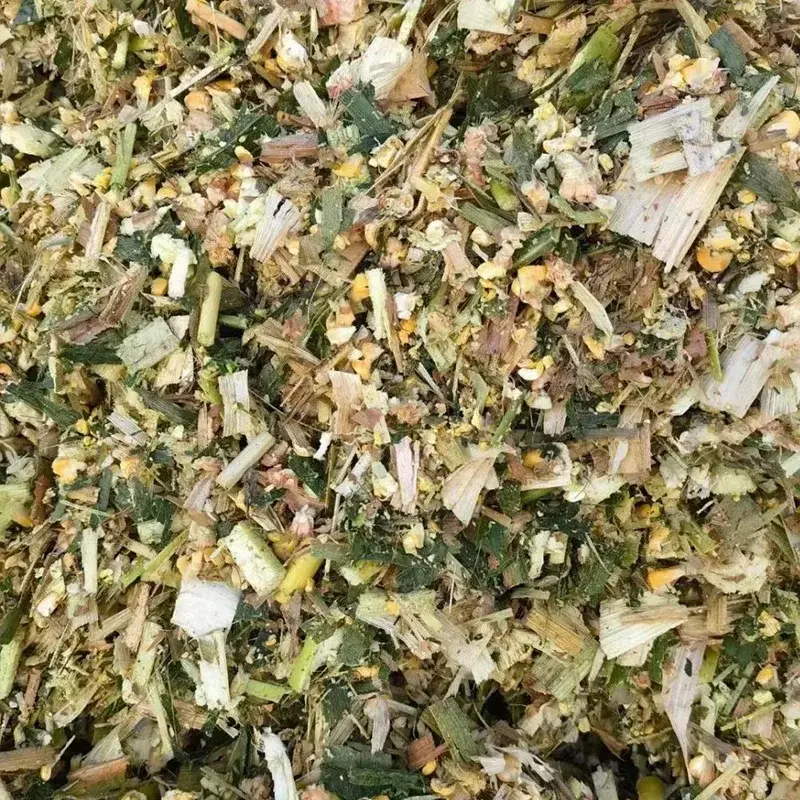 Ensilage de maïs pour vaches laitières en lactation
