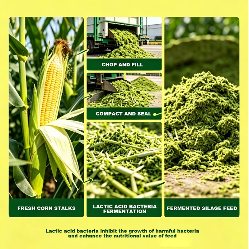 Ensilage de maïs fermenté à l'acide lactique