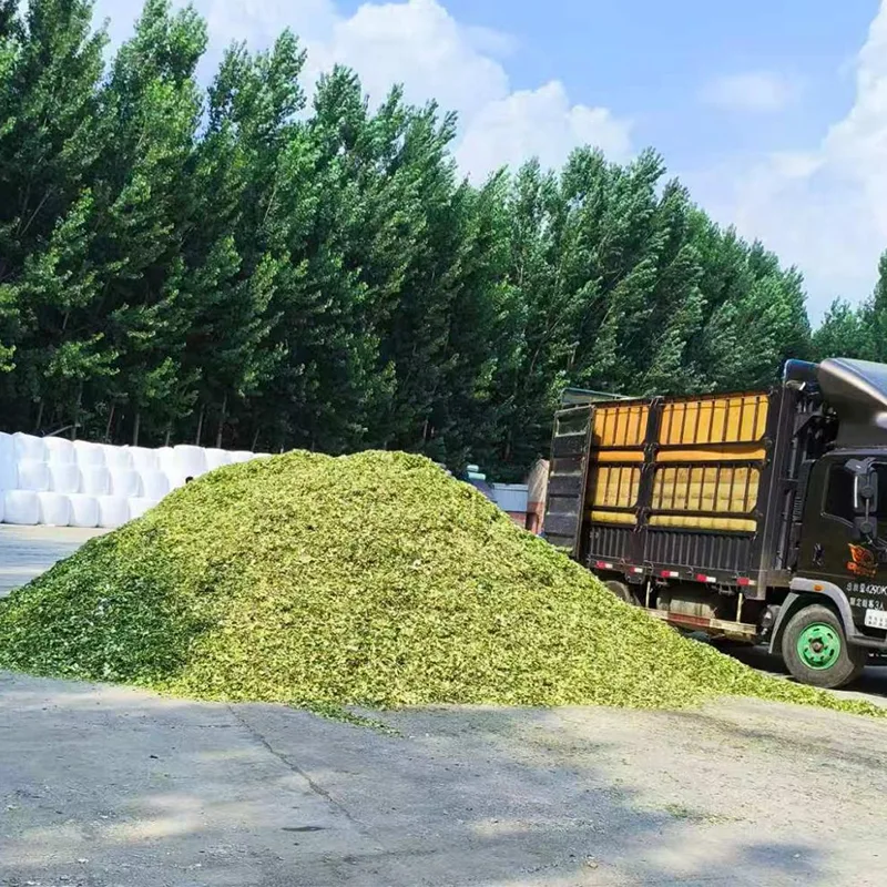 Ensilage de maïs spécial moutons et chèvres