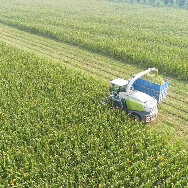 Ensilage de maïs récolté en été